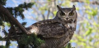 Rapaci notturni: come predano le galline, la loro “firma” e la difesa del pollaio Gufo e altri rapaci notturni possono predare le galline
