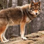 Lupo: come può predare le galline, la sua “firma” e la difesa del pollaio Lupo predatore di galline