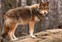 Lupo: come può predare le galline, la sua “firma” e la difesa del pollaio Lupo predatore di galline