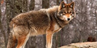 Lupo: come può predare le galline, la sua “firma” e la difesa del pollaio Lupo predatore di galline