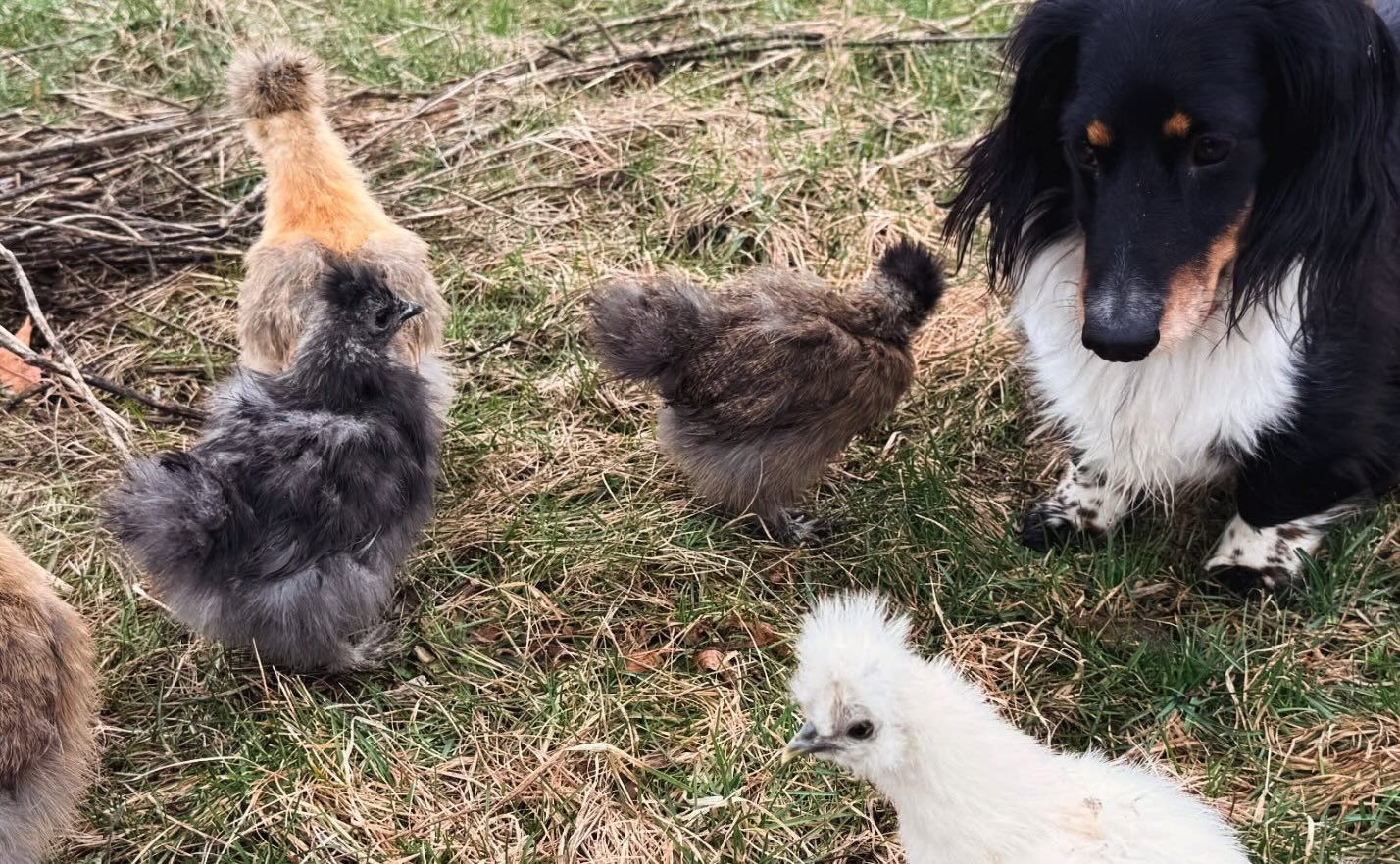 Le galline Moroseta sono tra le più ricercate come avicoli da giardino e pet e per la convivenza con il cane