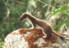 Mustelidi: come predano le galline, la loro “firma” e la difesa del pollaio Mustelidi (Faina, Martora, Donnola ed Ermellino) predatori di galline