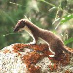 Mustelidi: come predano le galline, la loro “firma” e la difesa del pollaio Mustelidi (Faina, Martora, Donnola ed Ermellino) predatori di galline