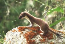 Mustelidi: come predano le galline, la loro “firma” e la difesa del pollaio Mustelidi (Faina, Martora, Donnola ed Ermellino) predatori di galline
