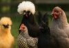 Nomi di razze di galline: origine, etimologia e tabella completa Nomi di razze di galline: origine, etimologia e tabella completa