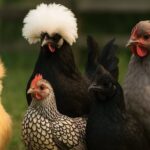 Nomi di razze di galline: origine, etimologia e tabella completa Nomi di razze di galline: origine, etimologia e tabella completa