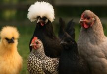 Nomi di razze di galline: origine, etimologia e tabella completa Nomi di razze di galline: origine, etimologia e tabella completa