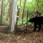 Orso: come può predare le galline, la sua “firma” e la difesa del pollaio Orso predatore di galline