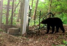 Orso: come può predare le galline, la sua “firma” e la difesa del pollaio Orso predatore di galline