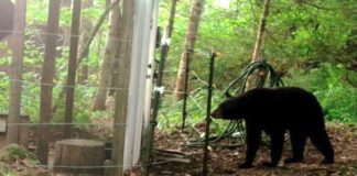 Orso: come può predare le galline, la sua “firma” e la difesa del pollaio Orso predatore di galline