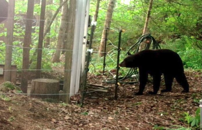 Orso predatore di galline Orso predatore di galline
