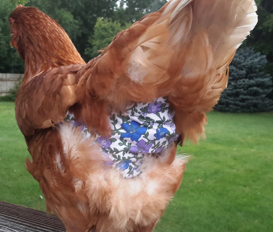 Pannolino per galline