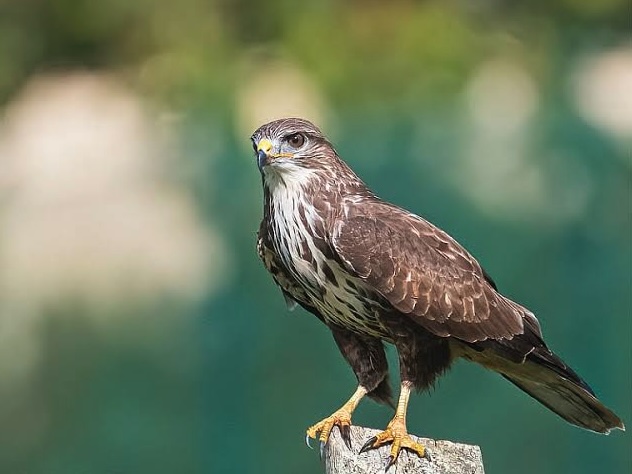 Poiana, rapace predatore di galline