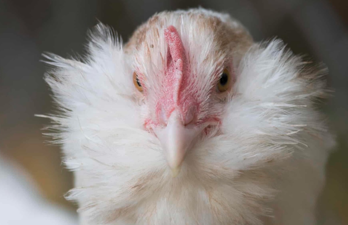 Bellissimo primo piano di una gallina di razza Faverolles