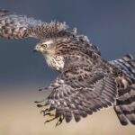 Rapaci diurni: come predano le galline, la loro “firma” e la difesa del pollaio Rapaci diurni predatori di galline