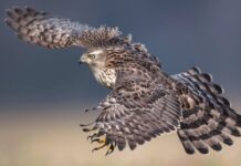 Rapaci diurni: come predano le galline, la loro “firma” e la difesa del pollaio Rapaci diurni predatori di galline
