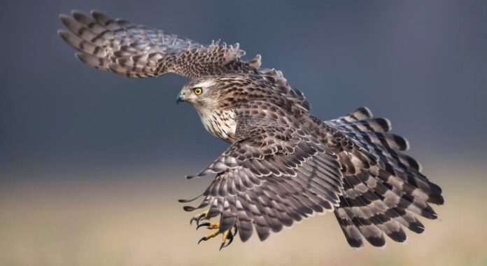 Rapaci diurni predatori di galline