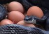 Serpenti: come predano uova e pulcini, la loro “firma” e la difesa del pollaio Serpente preda uova e pulcini nel pollaio