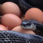 Serpenti: come predano uova e pulcini, la loro “firma” e la difesa del pollaio Serpente preda uova e pulcini nel pollaio