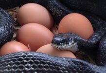 Serpenti: come predano uova e pulcini, la loro “firma” e la difesa del pollaio Serpente preda uova e pulcini nel pollaio