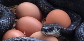 Serpenti: come predano uova e pulcini, la loro “firma” e la difesa del pollaio Serpente preda uova e pulcini nel pollaio