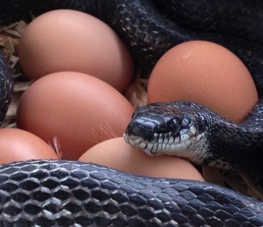 Serpenti: come predano uova e pulcini, la loro “firma” e la difesa del pollaio Serpente preda uova e pulcini nel pollaio