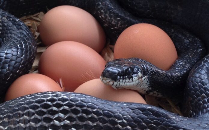 Serpente preda uova e pulcini nel pollaio Serpente preda uova e pulcini nel pollaio
