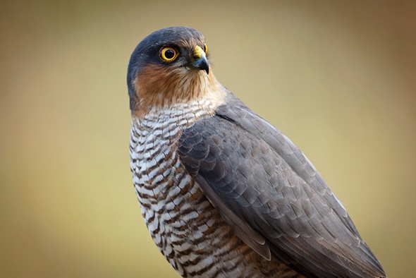 Sparviero, rapace predatore di galline