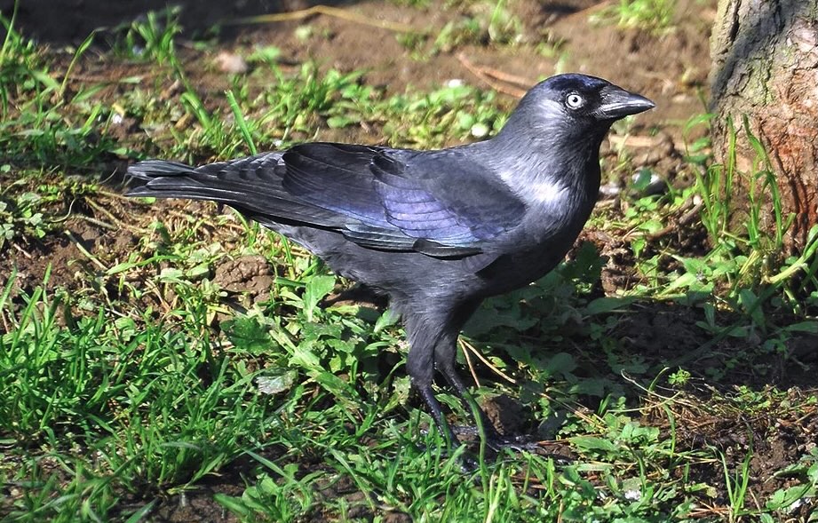 Taccola, corvide predatrice di uova e pulcini nel pollaio