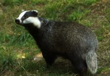 Tasso: come può predare le galline, la sua “firma” e la difesa del pollaio Tasso predatore di galline