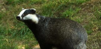 Tasso: come può predare le galline, la sua “firma” e la difesa del pollaio Tasso predatore di galline