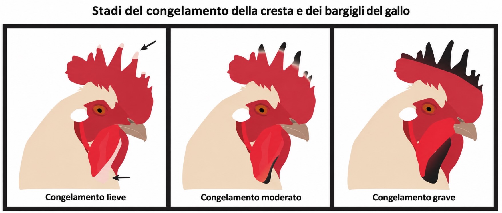 I tre stadi di congelamento della cresta (lieve, moderato, grave)